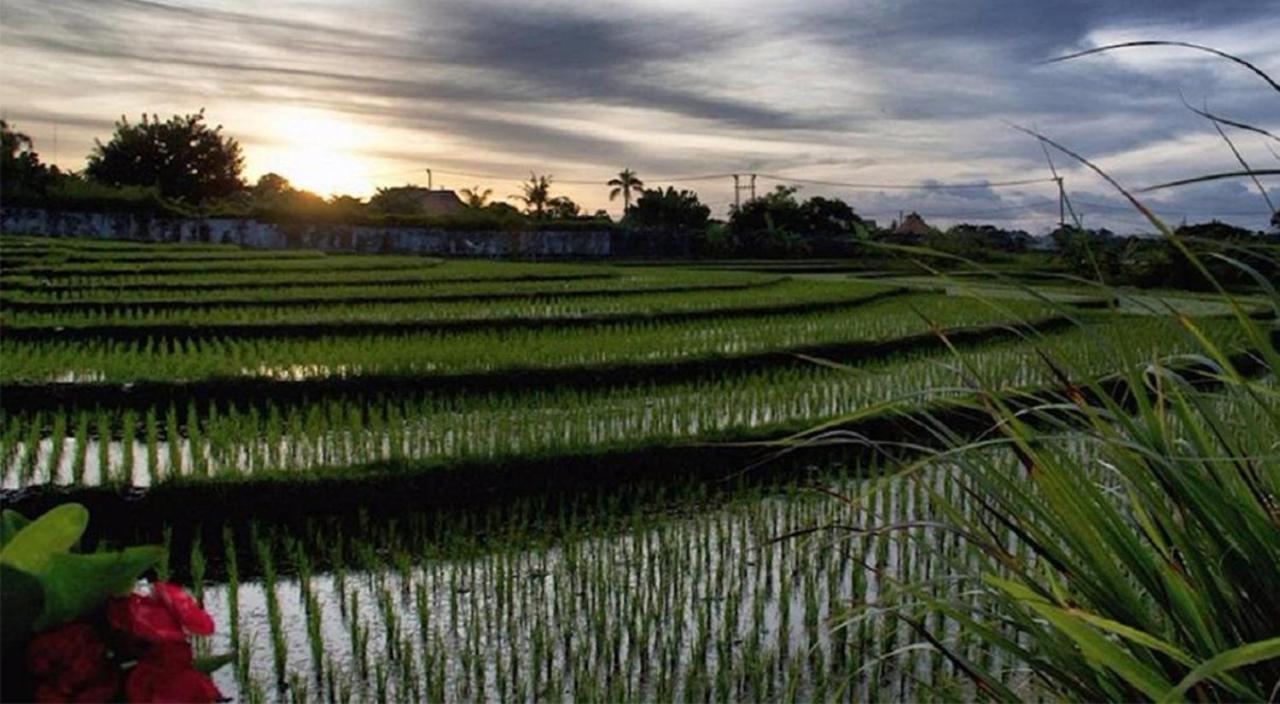 Ngeluwungan Boutique Hostel Canggu Eksteriør billede